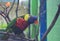 Close up of a colorful lorikeets parrot sitting on a tree branch