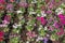 Close up colorful Madagascar periwinkle flower and Dianthus flow