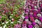 Close up colorful Madagascar periwinkle flower and Dianthus flow