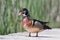 Close up of colorful male wood duck on plank walkway