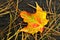 Close-up of a Colorful Maple Leaf