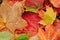 Close-up of a Colorful Maple Leaves