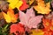 Close-up of a Colorful Maple Leaves