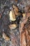 Close-up of colorful multi-colored bright Caucasian mollusk slug