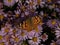 Close up of colorful orange thistle butterfly sitting on violet flowers.