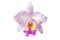 Close up of colorful orchids in one flower. Cattleya, white, purple, yellow.