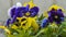 Close-up of colorful pansy flower. Beautiful flowers pattern. Multicolored flowers carpet as background.