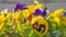 Close-up of colorful pansy flower. Beautiful flowers pattern. Multicolored flowers carpet as background.