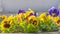 Close-up of colorful pansy flower. Beautiful flowers pattern. Multicolored flowers carpet as background.