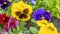 Close-up of colorful pansy flower. Beautiful flowers pattern. Multicolored flowers carpet as background.