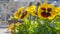 Close-up of colorful pansy flower. Beautiful flowers pattern. Multicolored flowers carpet as background.