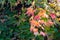 Close-up of colorful Parthenocissus tricuspidata `Veitchii` or boston ivy, grape ivy, Japanese ivy or Japanese creeper