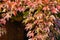 Close-up of colorful Parthenocissus tricuspidata `Veitchii` or boston ivy, grape ivy, Japanese ivy or Japanese creeper