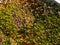 Close-up of colorful Parthenocissus tricuspidata `Veitchii` or boston ivy, grape ivy, Japanese ivy or Japanese creeper