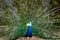 Close up of colorful peacock tail feathers. Majestic pheasant mating ritual at the bird farm