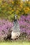 Close up of a colorful Peahen in pink heather