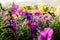 Close up Colorful petunia flowers