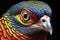 Close up of a colorful pheasant bird with big eyes