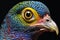 Close up of a colorful pheasant, isolated on black background