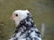 Close up colorful pigeon / dove on brown background