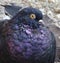 Close up colorful pigeon / dove on brown background