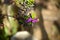Close-up of Colorful Polygala Bush Flowers, Nature, Macro