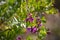 Close-up of Colorful Polygala Bush Flowers, Nature, Macro