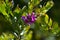 Close-up of Colorful Polygala Bush Flowers, Nature, Macro