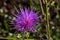 Close up of colorful purple thistle wildflower