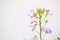 Close up colorful radish flower