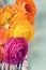 Close up of colorful ranunculus flowers