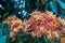 Close up colorful Saraca asoca Saraca indica Linn or Ashoka flowers blossom.
