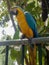 Close up of colorful scarlet macaw parrot