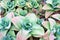 Close up of colorful succulent plant. Green nature wallpaper background..