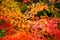 Close up of a colorful sugar maple tree in Wisconsin