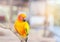 Close up colorful sun conure parrot birds Aratinga solstitialis standing perch on the branch