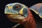 Close up of a colorful tortoise head on a black background