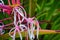 Close up of colorful tropical flowers in El Eden, Puerto Vallarta Jungle pathway in Macro, detailed view in Mexico.