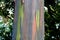 The close up of the colorful trunk of Rainbow Eucalyptus tree, originally from Southeast Asia