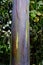 A close up of the colorful trunk of Rainbow Eucalyptus tree, originally from Southeast Asia