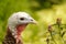 Close up of a colorful turkey