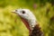 Close up of a colorful turkey