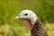 Close up of a colorful turkey among the bushes.