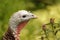 Close up of a colorful turkey among the bushes.