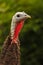 Close up of a colorful turkey among the bushes.