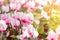 Close up of colorful variegated cyclamen