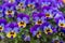Close up of colorful violet viola flower in garden, spring Italy