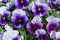 Close up of colorful violet viola flower in garden with sun light, spring Italy