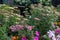 Close up of colorful yarrow blossoms