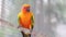 Close up Colorful yellow orange green love bird on rope with blur flying bird